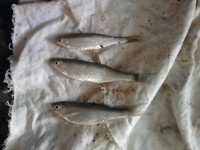 /album/galerie-de-photos-galerie-photos/photo-1-jpg/